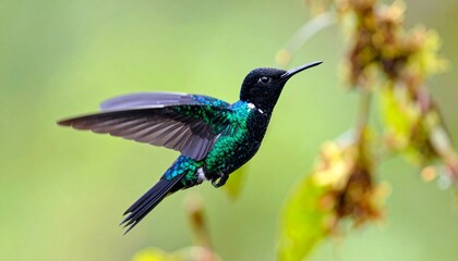 Fototapeta premium _illustration shows a hummingbird with detailed wings and body markings in black 