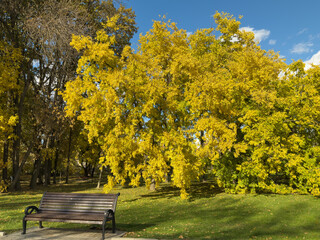 Park Bench Golden Autumn Tree Clear Blue Sky