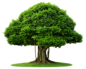 Lush green banyan tree with thick trunk and aerial roots isolated on a transparent background