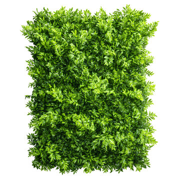Green plant wall panno isolated on transparent background