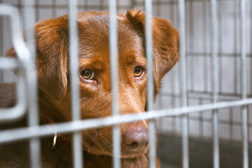 Homeless dog in a cage. Dog in animal shelter waiting for adoption