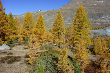 Herbstzeit im Kanton Wallis in der Schweiz