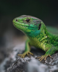 Fototapeta premium green lizard rests on a rock, its textured scales and alert gaze captured in stunning detail against a dark blurred background