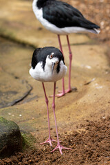 Black-necked Stilt (Himantopus mexicanus) in North American Wetlands