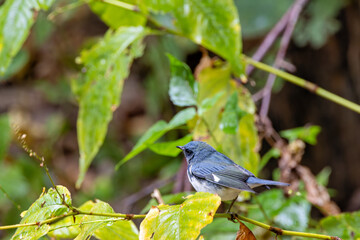 Black?throated Blue Warbler (Setophaga?caerulescens) in a New?York City park
