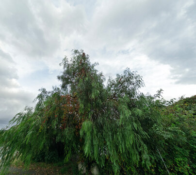 Hanging branches of the Schinus molle tree in overcast weather. Hanging branches of the Schinus molle tree, also known as Peruvian pepper, or peppercorn tree in overcast autumn windy weather close-up