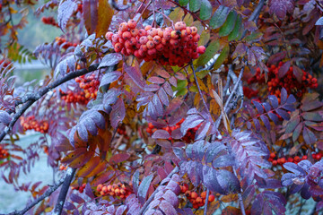 Herbstzeit im Kanton Wallis in der Schweiz