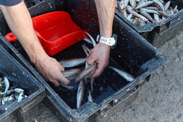 Fisherman sorting freshly caught fish in black containers, using hands to separate the catch, with...