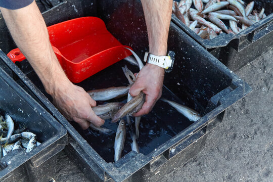 Fisherman sorting freshly caught fish in black containers, using hands to separate the catch, with a red scoop nearby, showcasing the labor and dedication involved in the fishing industry
