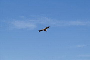 Obraz premium Griffon vulture soaring in clear blue sky over Crete