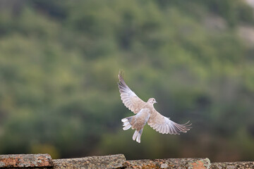 La tourterelle turque