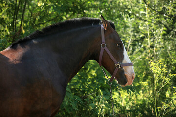 Portrait of brown horse on nature background