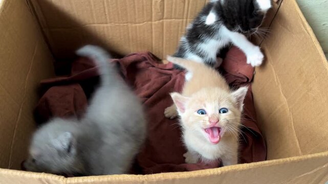 three rescued stray kittens in a cardboard box