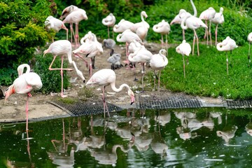 flamingos in the lake
