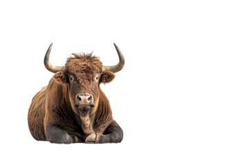 A relaxed bull lying down, showcasing its powerful physique and calm demeanor, isolated on a white background.