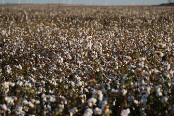 Texas cotton crop in field during fall season.