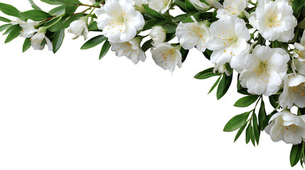 Fototapeta premium Elegant white flowers with fresh green leaves on a white isolated background.
