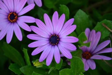 Close-up of vibrant purple African daisies in full bloom with lush green leaves. Macro floral photography capturing natural beauty, symmetry, and vivid spring colors