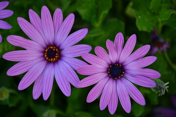 Close-up of vibrant purple African daisies in full bloom with lush green leaves. Macro floral photography capturing natural beauty, symmetry, and vivid spring colors
