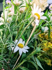 daisies in the garden