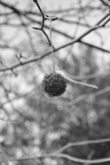 Black and white close-up of plane tree seed pods hanging on bare winter branches, lightly dusted with snow. Minimalist nature composition with soft focus and delicate contrast