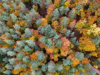 Aerial view of colorful autumn forest canopy from above