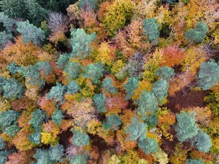 Aerial view of colorful autumn forest canopy from above