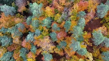 Aerial view of colorful autumn forest canopy from above