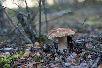 Ceniony przez grzybiarzy i smaczny jesienny borowik szlachetny