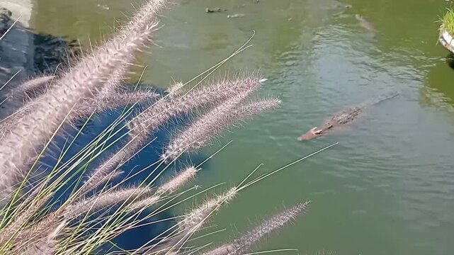 Footage video of cenchrus setaceus crimsom fountaingrass