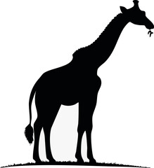 Minimal silhouette of giraffe bending neck to eat leaves, Giraffe silhouette eating leaves elegant minimal wildlife vector, Minimal giraffe bending neck isolated animal silhouette, Elegant wildlife