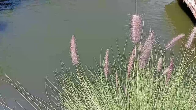 Footage video of cenchrus setaceus crimsom fountaingrass