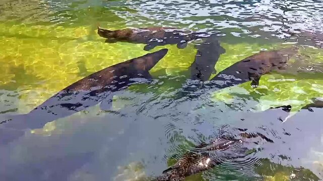 arapaima fish in the pond