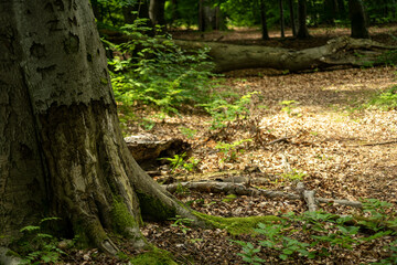 Fragment parku bukowego © qrrr