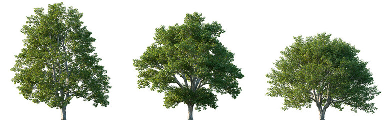 Set of Acer campestre (known as the field maple) frontal street trees isolated png on a transparent background perfectly cutout