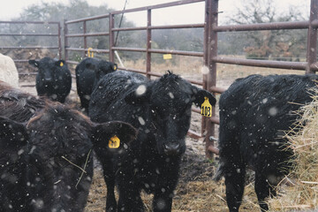 Black Angus calves stand close together during winter snowfall. Snowflakes are falling and clinging to their coats. The scene feels cold, rural, and candid, a working cattle ranch in winter weather.