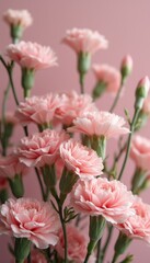 Obraz premium Delicate pink carnations blooming against a soft pink backdrop