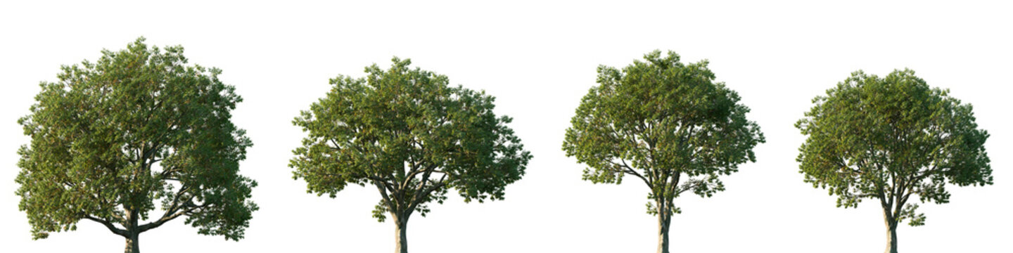 Set of Ulmus americana (generally known as the American elm or, less commonly, as the white elm or water elm) frontal street trees isolated png on a transparent background perfectly cutout