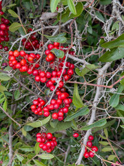 Red Hawthorn Berries on Green Branches in Natural Light