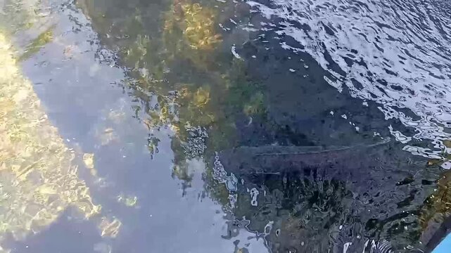 snakehead fish in the pond