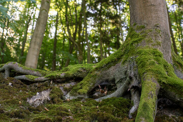 Wielki, okazały korzeń Buka porośnięty zielonym mchem © qrrr
