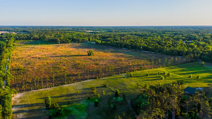 Obraz premium Aerial nature landscape of forest summer sunset wilderness area in rural Live Oak Florida