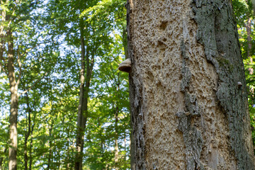 Drzewo zaatakowane przez szkodniki © qrrr