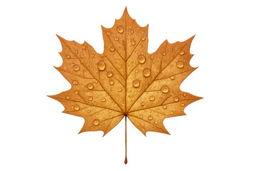 Obraz premium Golden autumn maple leaf with fresh water drops reflecting light, showcasing vibrant fall color on transparent background