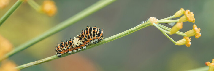Colorful caterpillar on delicate plant stem with yellow blossoms in nature.