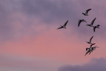 Fliegende Nonnengänse bei Sonnenaufgang am Bodden vor Zingst.