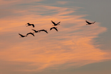 Fliegende Kraniche bei Sonnenaufgang am Bodden vor Zingst.