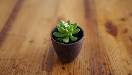 Still Life with Succulent A Quiet Moment, Simplicity in Detail, Brown Pot and Wooden Table.
