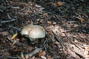 Muchomor cytrynowy (Amanita citrina)