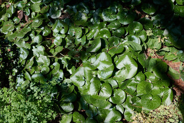 Kopytnik pospolity, Asarum europaeum